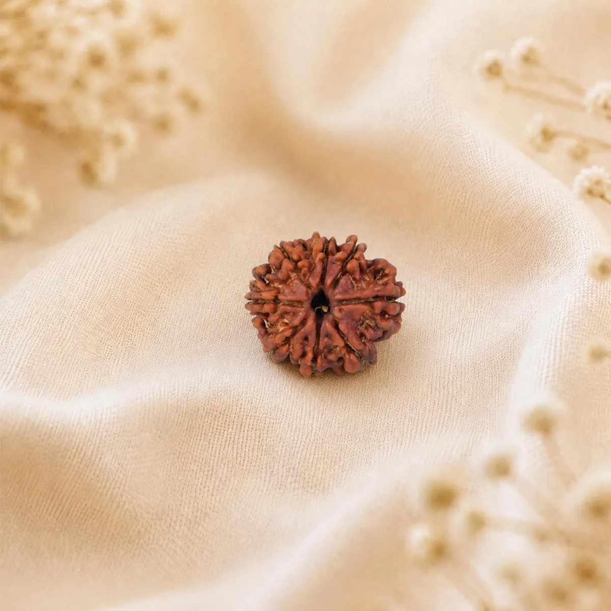 8 Mukhi Rudraksha